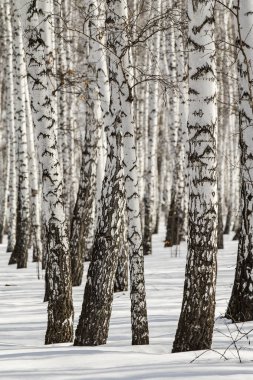 Huş ağacı orman kış manzarası.