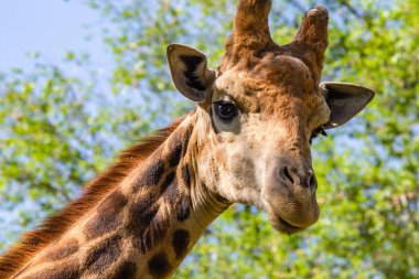 Zürafa kafa portre, gökyüzü yeşil ağaçlar.
