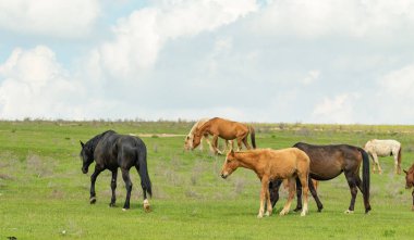 At yeşil bir çayır üzerinde yaz aylarında Otlanmış.