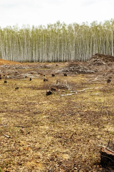 Cortar Bosque Abedules Tocón Árbol Campo Idilio Destrucción Ecología Naturaleza —  Fotos de Stock