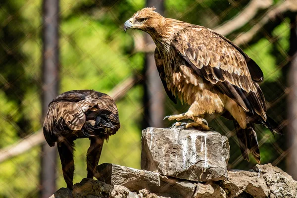 Yırtıcı Kuş Bir Ağaca Oturuyor Yeşil Yaprak Yaz — Stok fotoğraf