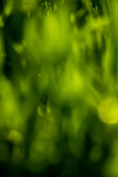 Groen Gras Met Regendruppels Landschap Close — Stockfoto