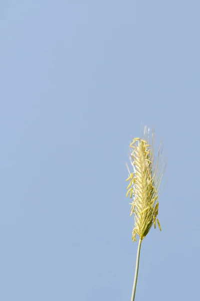 Espiga Trigo Salvaje Contra Cielo Azul —  Fotos de Stock