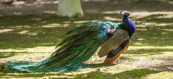 孔雀の鳥はその美しい尾を広げた ネイチャーバードピーコック — ストック写真