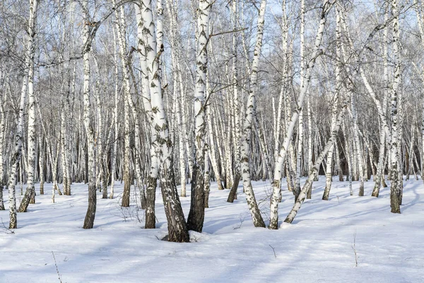 Abedul Bosque Invierno Paisaje — Foto de Stock