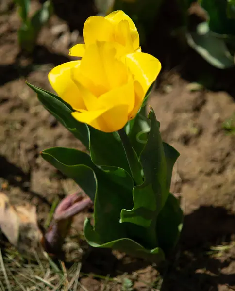 Flores Tulipa Brilhantes Natureza Campo — Fotografia de Stock
