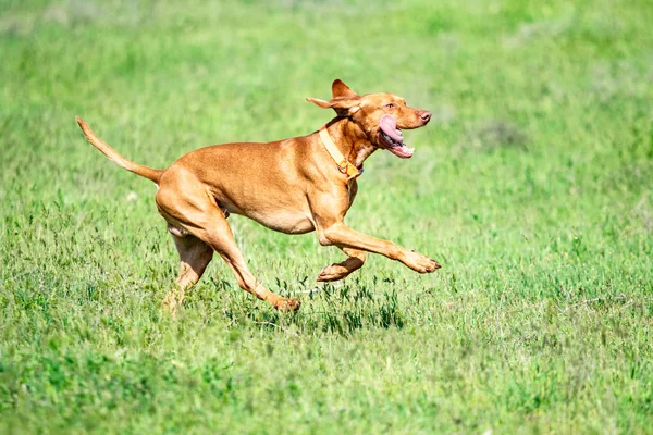 狩猟赤い犬は緑の芝生の上で実行されます 夏の緑の草原 — ストック写真