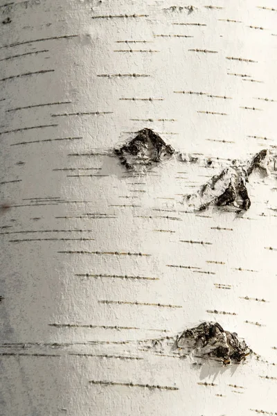 Textura Bark Vidoeiro Close — Fotografia de Stock