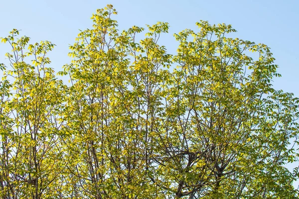 Зелені Дерева Тлі Блакитного Неба Літній Пейзаж — стокове фото
