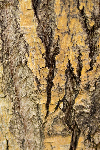 Textur Der Baumrinde Grauer Holzhintergrund — Stockfoto
