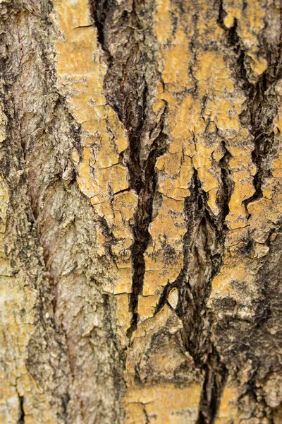 Textura Corteza Árbol Fondo Madera Gris —  Fotos de Stock