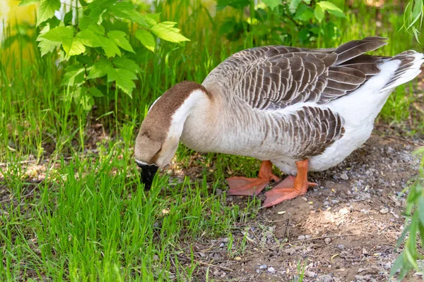 Goose Gray Close Green Grass Nature Bird Gray Goose — Stock Photo, Image