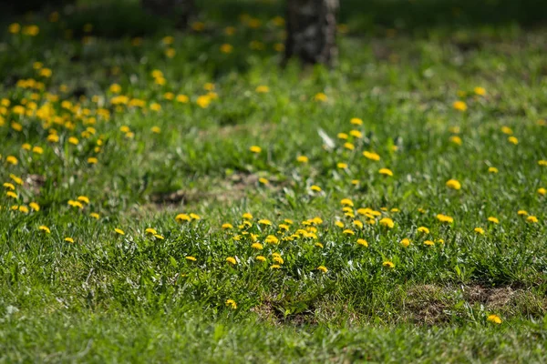 Zelenožluté Květy Zelené Trávě Jarní Krajině — Stock fotografie