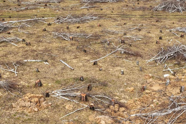 Cortar Bosque Abedules Tocón Árbol Campo Idilio Destrucción Ecología Naturaleza —  Fotos de Stock