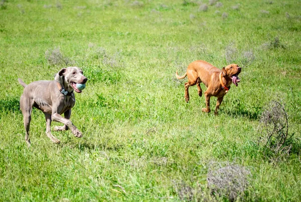 Dog hunting, nature green field summer.
