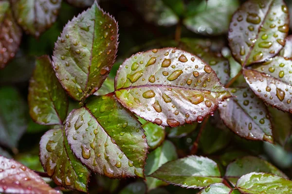 Gotas Chuva Nas Folhas Uma Rosa Folha Vermelha Verde — Fotografia de Stock