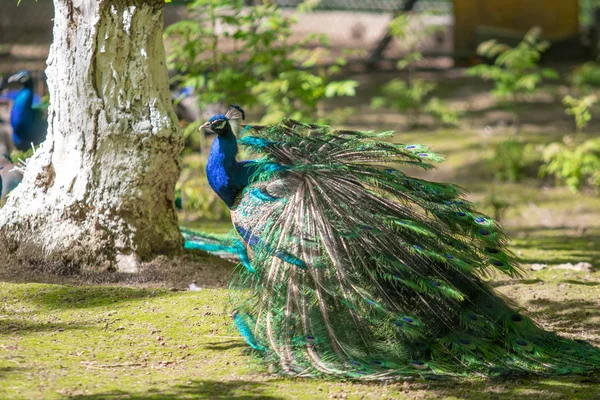 孔雀の鳥はその美しい尾を広げた ネイチャーバードピーコック — ストック写真