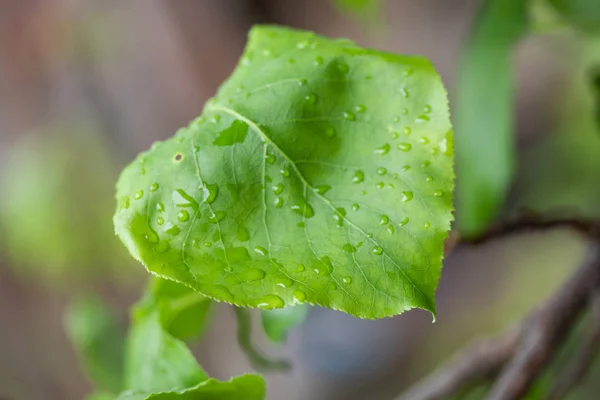 Natur Grüne Blätter Eines Baumes Frühling — Stockfoto