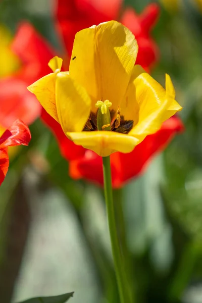 Flores Tulipán Brillantes Naturaleza Campo —  Fotos de Stock