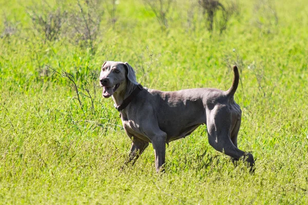 Jagdhund Läuft Auf Der Suche Nach Beute Grünem Gras Frühlingslandschaft — Stockfoto