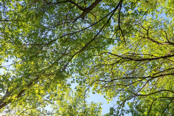 Gröna Blad Träd Visa Underifrån Mot Den Blå Himlen Våren — Stockfoto