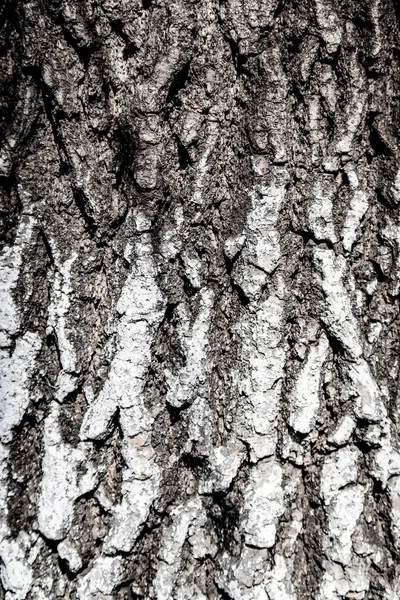 Texture Fond Bois Écorce Arbre — Photo