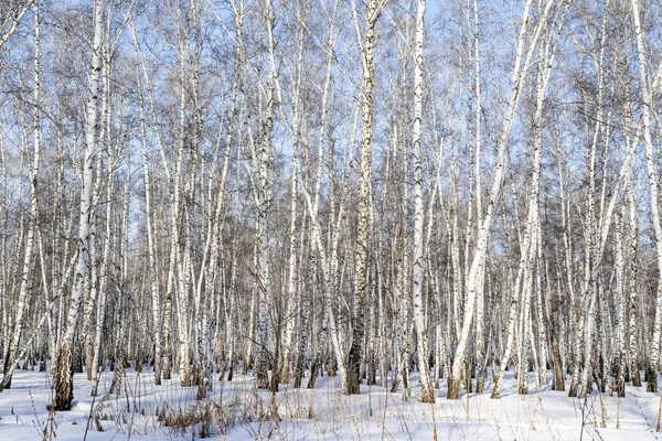 Björk Skog Vinterlandskap — Stockfoto