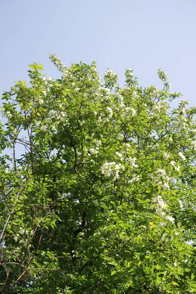 青い空に対してりんごチェリーの白い花 自然は春 — ストック写真