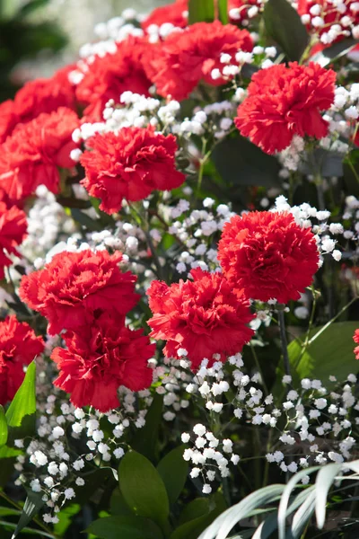 Rote Nelkenblüten Sind Ein Toller Strauß — Stockfoto