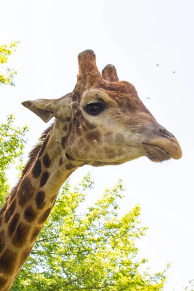 Giraffe Head Portrait Sky Green Trees — Stock Photo, Image