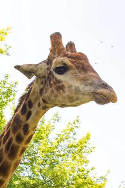 Girafa Cabeça Retrato Céu Verde Árvores — Fotografia de Stock