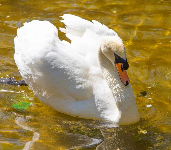 Cygne Blanc Nage Dans Eau Étang Été — Photo