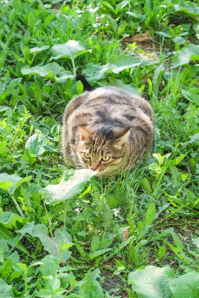 Šedá Kočka Sedí Zelené Trávě — Stock fotografie