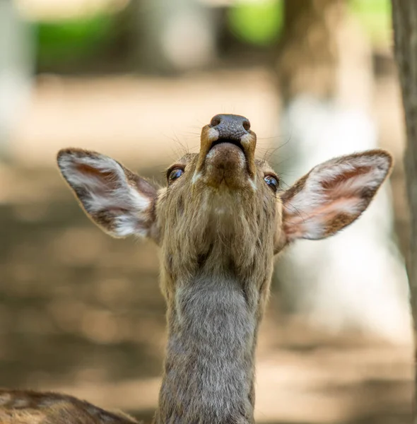 Beyaz Kuyruklu Geyik Odocoileus Virginianus Dişi Yaz Doğasında Portre — Stok fotoğraf