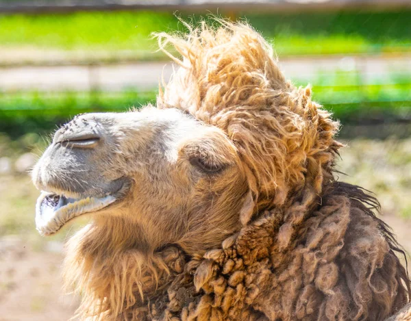 Hlava Velbloudí Šedé Vlny Mouchy Nose Příroda — Stock fotografie