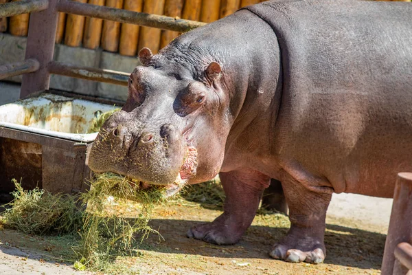 Portrait Hippopotame Mangeant Herbe — Photo