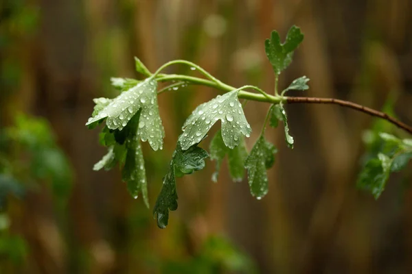 Esőcseppek Zöld Leveleken — Stock Fotó