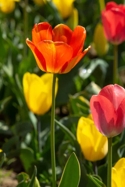 Bright Tulip Flowers Field Nature — Stock Photo, Image