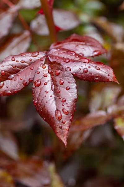 Gotas Chuva Nas Folhas Uma Rosa Folha Vermelha Verde — Fotografia de Stock