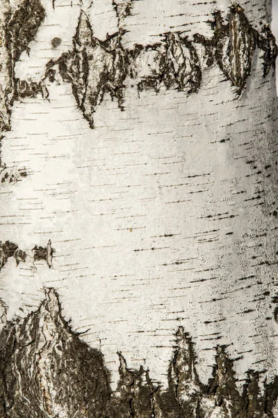 バーチ樹皮のクローズ アップのテクスチャ — ストック写真