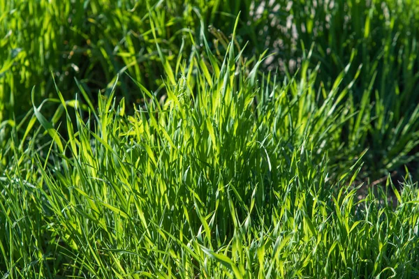 Ζουμερό Φωτεινό Πράσινο Γρασίδι Κοντινό Φόντο Του Πράσινου Γκαζόν Τοπίο — Φωτογραφία Αρχείου