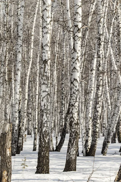 Birch Les Zimní Krajina — Stock fotografie