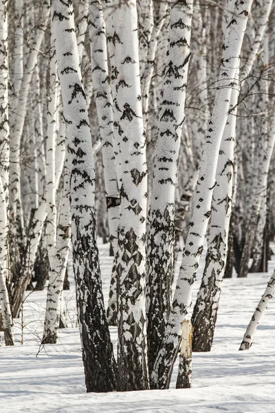 Σημύδα Δάσος Χειμερινό Τοπίο — Φωτογραφία Αρχείου