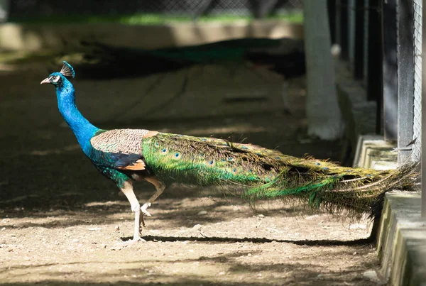 孔雀の鳥はその美しい尾を広げた ネイチャーバードピーコック — ストック写真