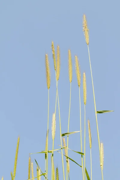 Spitze Des Wilden Weizens Gegen Den Blauen Himmel — Stockfoto