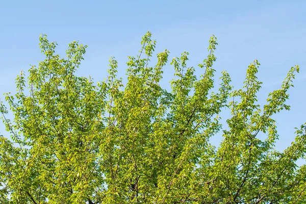Árboles Verdes Contra Cielo Azul Paisaje Verano — Foto de Stock