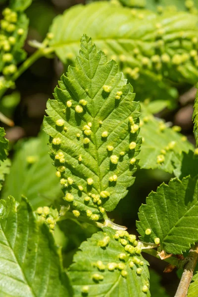 Gröna Blad Med Insekter Bladlöss — Stockfoto