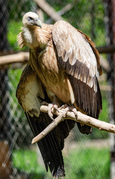 Sitzt Der Raubvogel Auf Einem Baum Grüne Blätter Sommer — Stockfoto