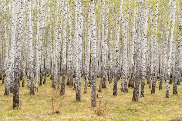 桦树森林草早春风景林区 — 图库照片