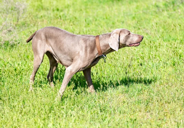 Hond Jagen Natuurgroen Veld Zomer — Stockfoto